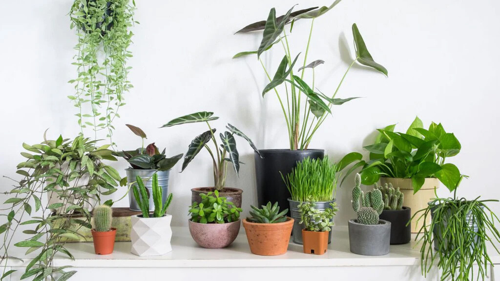 The Benefits of Houseplants